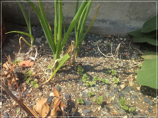 庭に青じその芽がびっしり 十穀おむすびといっしょに 二代目日記